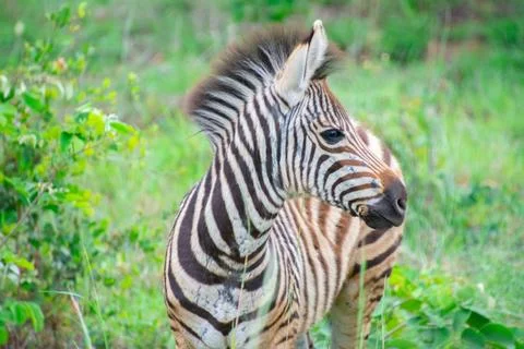 Nice specimen of zebra Foto stock