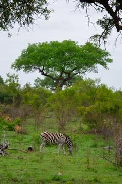 Nice specimen of zebra Foto stock