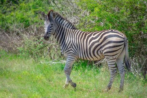 Nice specimen of zebra Foto stock