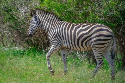 Nice specimen of zebra Foto stock