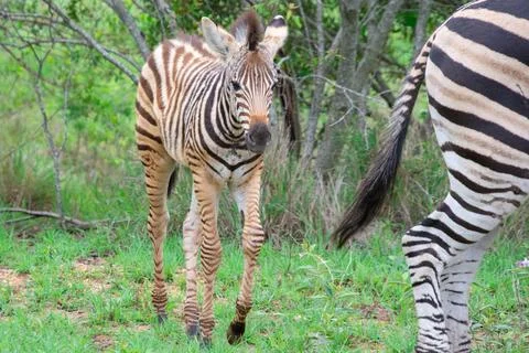 Nice specimen of zebra Foto stock