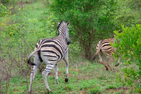 Nice specimen of zebra Foto stock