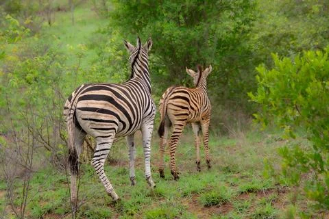 Nice specimen of zebra Foto stock