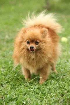 Nice spitz in the garden Stock Photos