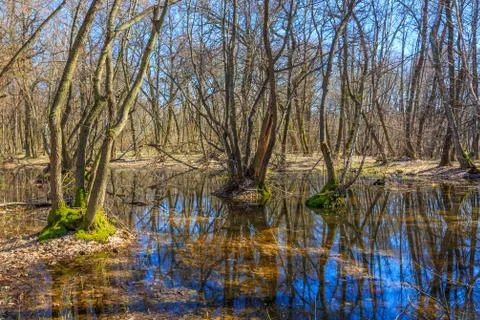 Nice spring day on bog in forest 스톡 사진