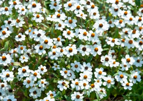 Nice spring day with white flower field Stock Photos