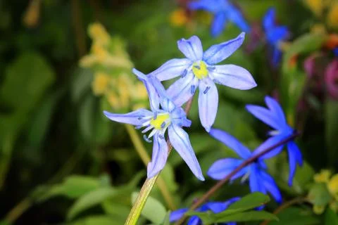 Nice spring flowers Stock Photos