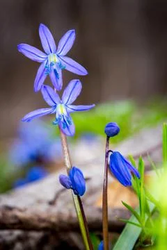 Nice spring flowers Stock-Fotos