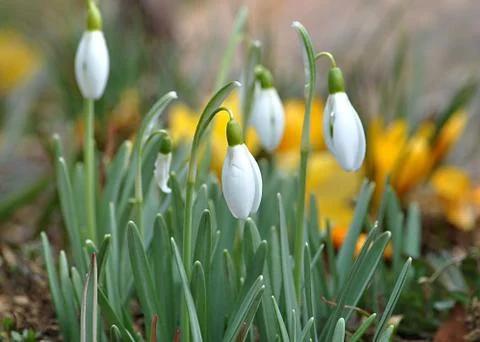 Nice spring flowers Stock Photos