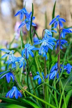 Nice spring flowers - scilla bifolia Stock Photos