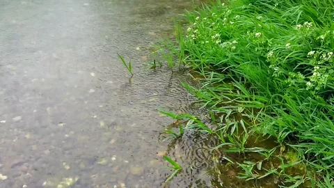 Nice spring light rain at the pond Stock Footage 118615347