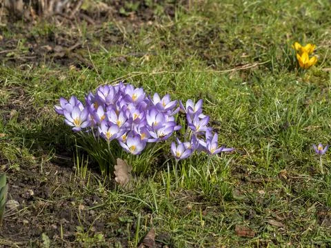 A nice spring picture of the crocus Stock Photos