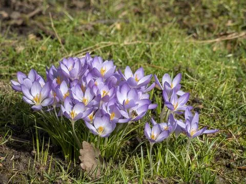 A nice spring picture of the crocus Stock Photos
