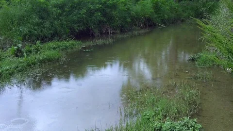 Nice spring rain in the exotic muddy river with green vegetation Stock Footage 118776557