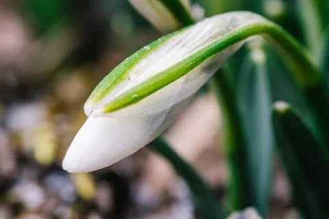 Nice spring snowdrop flowers Stock Photos