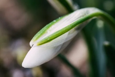 Nice spring snowdrop flowers Stock Photos