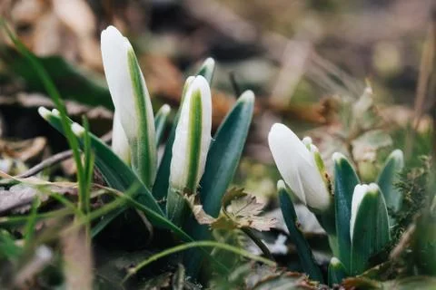 Nice spring snowdrop flowers Stock Photos