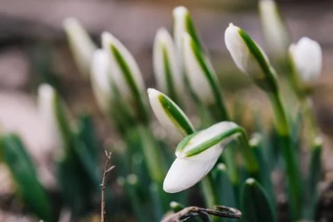 Nice spring snowdrop flowers Stock Photos