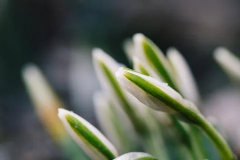 Nice spring snowdrop flowers Stock Photos