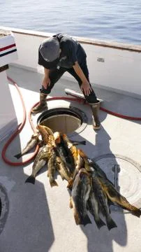 Nice stringer of calico bass Stock Photos