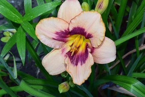 Nice summer flower Stock Photos