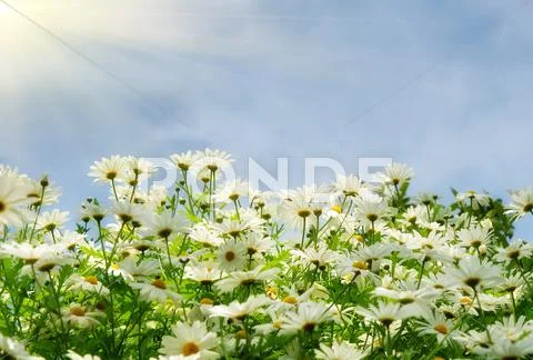 Nice summer meadow with comomiles over blue sky Stock Photos