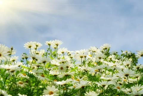 Nice summer meadow with comomiles over blue sky Stock Photos