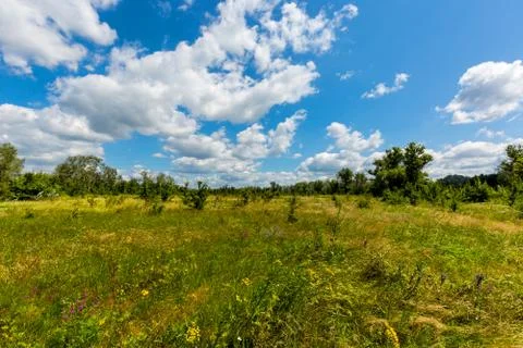Nice summer meadow Stock Photos
