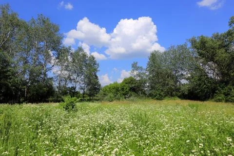 Nice summer medow Stock Photos