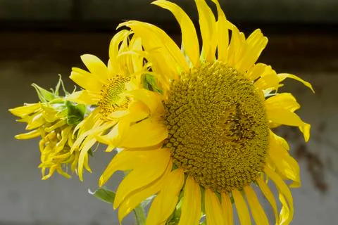 Nice sunflower close up Stock Photos