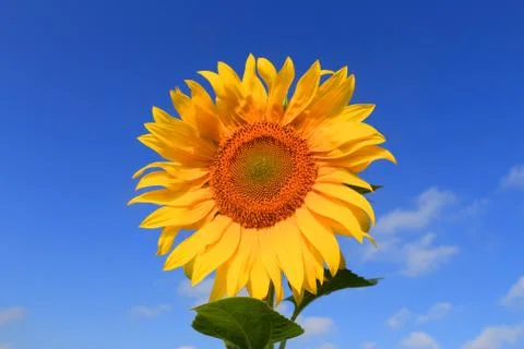 Nice sunflower on sky background Foto stock