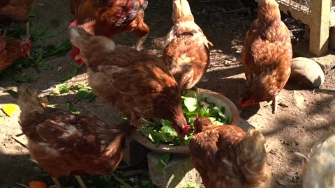 Nice sunlight on some free range chickens eating at a farm Stock Footage 270311909