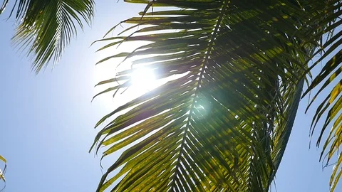 Nice Sunlight through palm leaves with beautiful blue sky Stock Footage 129259342