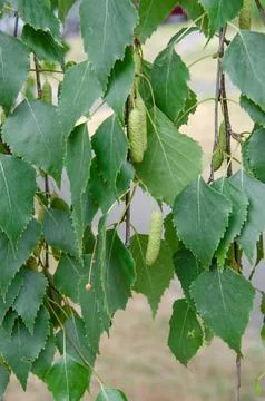 Nice sunny view of the birch branches. Buds and bright green, small leaves th Stock Photos