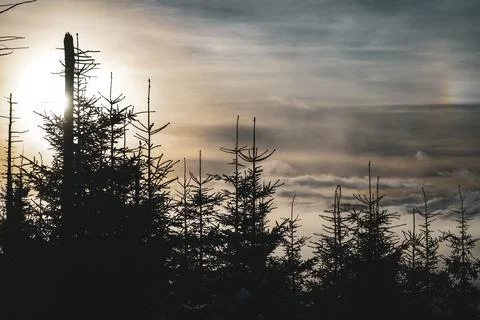 Nice Sunset with Pine trees and clouds in winter valley view from mountain Stock Photos