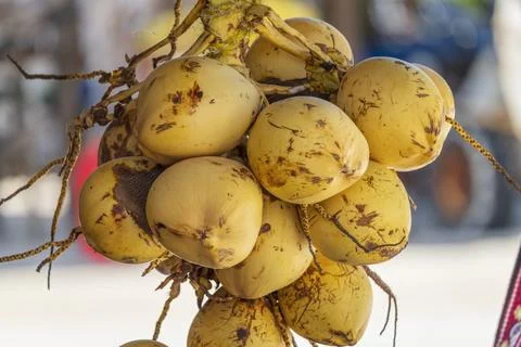 Nice tender coconuts are hanging in beach side shop Stock Photos