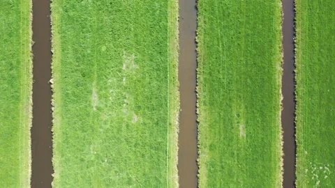Nice texture of grass and water on the pasture Stock Footage 153047698