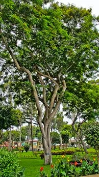 Nice three Stock Photos