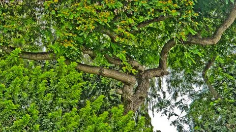 Nice three Stock Photos