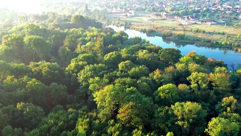 Nice top view of the park, forest covered with greenery. Morning river in fog Stock Footage 166799665