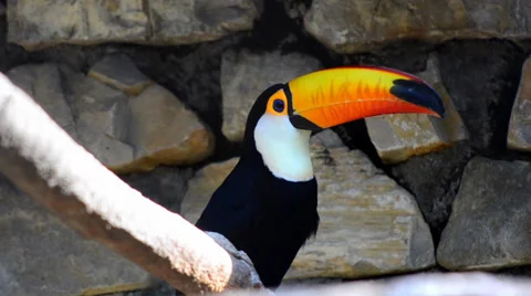 Nice toucan 스톡 동영상 33492164