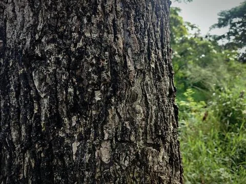This is nice tree bark Stock Photos