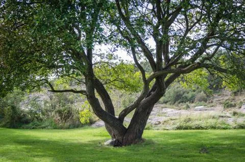 Nice tree on the green gras Stock Photos