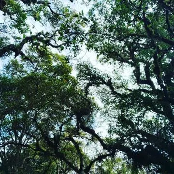 Nice Tree in the Jungle Stock Photos