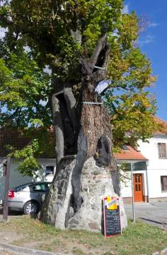 A nice tree with many things Stock Photos