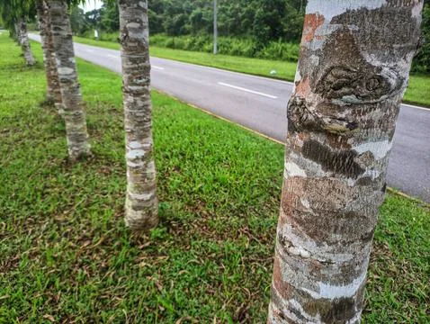 Nice tree picture Stock Photos