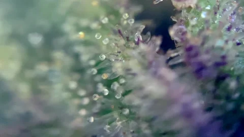 Nice Trichomes thc Cannabis cbd marijuana under microscope zoom close up Drug Vídeos de archivo 252040775