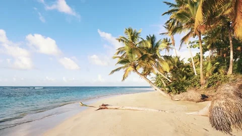 Nice tropical beach. Palm trees with bright leaves on the coast.  Stock Footage 238440042