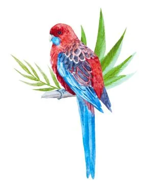 Nice tropical bird Stock Illustration