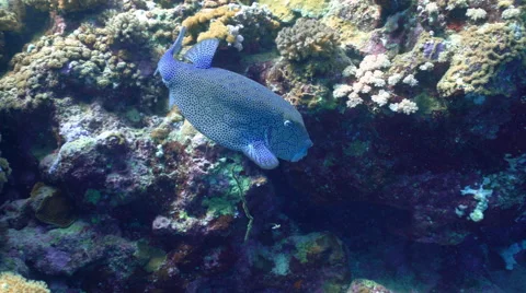 Nice tropical fish, yellow boxfish - Ostracion cubicus, Red Sea Stock Footage 67436033